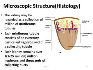 Microscopic Structure(Histology)
• The kidney may be
regarded as a collection of
million of uriniferous
tubules
• Each uriniferous tubule
consists of an excretory
part called nephron and of
a collecting tubule
• Each kidney contains over
1(1-25 million) million
nephrons and thousands of
collecting ducts
5/23/2021 Fikre B. 20
 