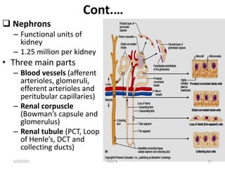 Cont.…
 Nephrons
– Functional units of
kidney
– 1.25 million per kidney
• Three main parts
– Blood vessels (afferent
arterioles, glomeruli,
efferent arterioles and
peritubular capillaries)
– Renal corpuscle
(Bowman’s capsule and
glomerulus)
– Renal tubule (PCT, Loop
of Henle’s, DCT and
collecting ducts)
5/23/2021 Fikre B. 21
 