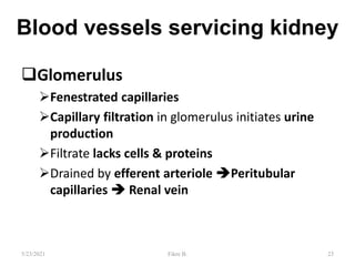 Blood vessels servicing kidney
Glomerulus
Fenestrated capillaries
Capillary filtration in glomerulus initiates urine
production
Filtrate lacks cells & proteins
Drained by efferent arteriole Peritubular
capillaries  Renal vein
23
5/23/2021 Fikre B.
 