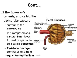 Cont.…
 The Bowman's
capsule, also called the
glomerular capsule
– surrounds the
glomerulus
– It is composed of a
visceral inner layer
formed by specialized
cells called podocytes
– Parietal outer layer
composed of simple
squamous epithelium 25
5/23/2021 Fikre B.
 