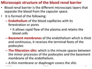 Microscopic structure of the blood renal barrier
• Blood renal barrier is the different microscopic layers that
separate the blood from the capsular space.
• It is formed of the following:
– Endothelium of the blood capillaries with its
fenestration or pores
• It allows rapid flow of the plasma and retains the
blood cells
– Basement membranes of the endothelium which is thick
and continuous, it receives the terminal foots of the
podocytes
– The filteration slits: which is the minute spaces between
the minor processes of the podocytes and the basement
membrane of the endothelium.
– A thin membrane or diaphragm covers the slits
5/23/2021 Fikre B. 26
 