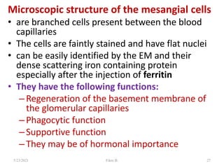Microscopic structure of the mesangial cells
• are branched cells present between the blood
capillaries
• The cells are faintly stained and have flat nuclei
• can be easily identified by the EM and their
dense scattering iron containing protein
especially after the injection of ferritin
• They have the following functions:
–Regeneration of the basement membrane of
the glomerular capillaries
–Phagocytic function
–Supportive function
–They may be of hormonal importance
5/23/2021 Fikre B. 27
 