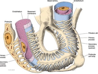 28
5/23/2021 Fikre B.
 