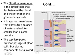 Cont.…
 The filtration membrane
is the actual filter that
lies between the blood
and the interior of the
glomerular capsule
 It is a porous membrane
that allows free passage
of water and solutes
smaller than plasma
proteins
 The capillary pores
prevent passage of blood
cells, but plasma
components are allowed
to pass 29
5/23/2021 Fikre B.
 
