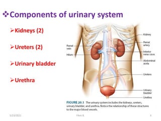 Components of urinary system
Kidneys (2)
Ureters (2)
Urinary bladder
Urethra
5/23/2021 Fikre B. 3
 