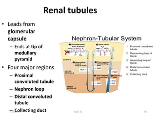 Renal tubules
• Leads from
glomerular
capsule
– Ends at tip of
medullary
pyramid
• Four major regions
– Proximal
convoluted tubule
– Nephron loop
– Distal convoluted
tubule
– Collecting duct 30
5/23/2021 Fikre B.
 