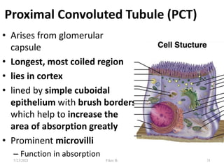 Proximal Convoluted Tubule (PCT)
• Arises from glomerular
capsule
• Longest, most coiled region
• lies in cortex
• lined by simple cuboidal
epithelium with brush borders
which help to increase the
area of absorption greatly
• Prominent microvilli
– Function in absorption
31
5/23/2021 Fikre B.
 