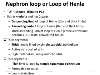 Nephron loop or Loop of Henle
• “U” – shaped, distal to PCT
• lies in medulla and has 2 parts
– Descending limb of loop of Henle (thin and thick limbs)
– Ascending limb of loop of Henle (thin and thick limbs)
– Thick ascending limb of loop of Henle (enters cortex and
becomes DCT-distal convoluted tubule
 Thick segments
– Thick limb is lined by simple cuboidal epithelium
– Active transport of salts
– High metabolism, many mitochondria
 Thin segments
– Thin limb is lined by simple squamous epithelium
– Permeable to water
– Low metabolism
32
5/23/2021 Fikre B.
 