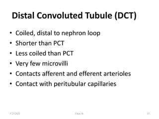 Distal Convoluted Tubule (DCT)
• Coiled, distal to nephron loop
• Shorter than PCT
• Less coiled than PCT
• Very few microvilli
• Contacts afferent and efferent arterioles
• Contact with peritubular capillaries
33
5/23/2021 Fikre B.
 