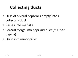 Collecting ducts
• DCTs of several nephrons empty into a
collecting duct
• Passes into medulla
• Several merge into papillary duct (~30 per
papilla)
• Drain into minor calyx
34
5/23/2021 Fikre B.
 