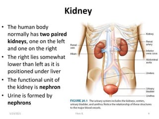 Kidney
• The human body
normally has two paired
kidneys, one on the left
and one on the right
• The right lies somewhat
lower than left as it is
positioned under liver
• The functional unit of
the kidney is nephron
• Urine is formed by
nephrons
5/23/2021 Fikre B. 4
 