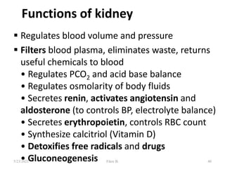 Functions of kidney
 Regulates blood volume and pressure
 Filters blood plasma, eliminates waste, returns
useful chemicals to blood
• Regulates PCO2 and acid base balance
• Regulates osmolarity of body fluids
• Secretes renin, activates angiotensin and
aldosterone (to controls BP, electrolyte balance)
• Secretes erythropoietin, controls RBC count
• Synthesize calcitriol (Vitamin D)
• Detoxifies free radicals and drugs
• Gluconeogenesis 40
5/23/2021 Fikre B.
 