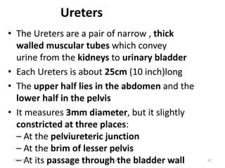 Ureters
• The Ureters are a pair of narrow , thick
walled muscular tubes which convey
urine from the kidneys to urinary bladder
• Each Ureters is about 25cm (10 inch)long
• The upper half lies in the abdomen and the
lower half in the pelvis
• It measures 3mm diameter, but it slightly
constricted at three places:
– At the pelviureteric junction
– At the brim of lesser pelvis
– At its passage through the bladder wall 42
5/23/2021 Fikre B.
 