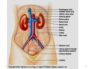 43
5/23/2021 Fikre B.
 