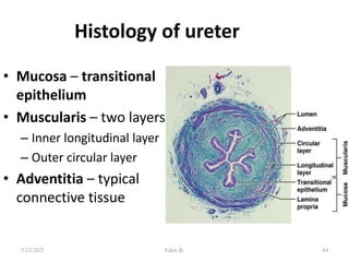 Histology of ureter
• Mucosa – transitional
epithelium
• Muscularis – two layers
– Inner longitudinal layer
– Outer circular layer
• Adventitia – typical
connective tissue
44
5/23/2021 Fikre B.
 