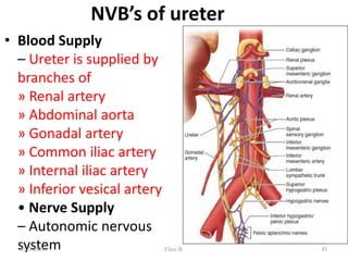NVB’s of ureter
• Blood Supply
– Ureter is supplied by
branches of
» Renal artery
» Abdominal aorta
» Gonadal artery
» Common iliac artery
» Internal iliac artery
» Inferior vesical artery
• Nerve Supply
– Autonomic nervous
system 45
5/23/2021 Fikre B.
 