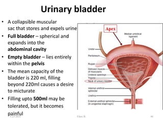 Urinary bladder
• A collapsible muscular
sac that stores and expels urine
• Full bladder – spherical and
expands into the
abdominal cavity
• Empty bladder – lies entirely
within the pelvis
• The mean capacity of the
bladder is 220 ml, filling
beyond 220ml causes a desire
to micturate
• Filling upto 500ml may be
tolerated, but it becomes
painful 46
5/23/2021 Fikre B.
 