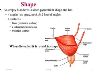 47
5/23/2021 Fikre B.
 