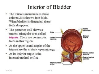 49
5/23/2021 Fikre B.
 