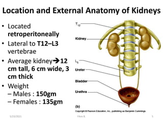 Location and External Anatomy of Kidneys
• Located
retroperitoneally
• Lateral to T12–L3
vertebrae
• Average kidney12
cm tall, 6 cm wide, 3
cm thick
• Weight
– Males : 150gm
– Females : 135gm
5/23/2021 Fikre B. 5
 