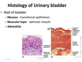 Histology of Urinary bladder
• Wall of bladder
– Mucosa - transitional epithelium
– Muscular layer - detrusor muscle
– Adventitia
50
5/23/2021 Fikre B.
 