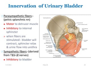 Innervation of Urinary Bladder
Parasympathetic fibers:-
(pelvic splanchnic nn)
♣ Motor to detrusor muscle
♣ Inhibitory to internal
sphincter
 when fibers are
stimulated:- bladder will
contract, sphincter relax
& urine flow into urethra
Sympathetic fibers:-(derived
from T11-L2 nerves)
♣ Inhibitory to bladder
52
5/23/2021 Fikre B.
 