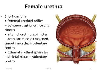 Female urethra
• 3 to 4 cm long
• External urethral orifice
– between vaginal orifice and
clitoris
• Internal urethral sphincter
– detrusor muscle thickened,
smooth muscle, involuntary
control
• External urethral sphincter
– skeletal muscle, voluntary
control
55
5/23/2021 Fikre B.
 
