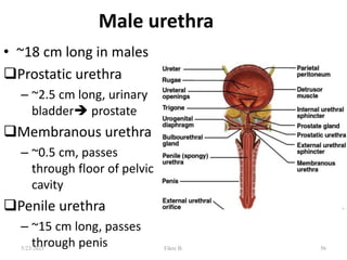 Male urethra
• ~18 cm long in males
Prostatic urethra
– ~2.5 cm long, urinary
bladder prostate
Membranous urethra
– ~0.5 cm, passes
through floor of pelvic
cavity
Penile urethra
– ~15 cm long, passes
through penis 56
5/23/2021 Fikre B.
 