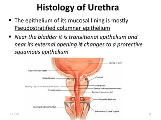 Histology of Urethra
 The epithelium of its mucosal lining is mostly
Pseudostratified columnar epithelium
 Near the bladder it is transitional epithelium and
near its external opening it changes to a protective
squamous epithelium
57
5/23/2021 Fikre B.
 