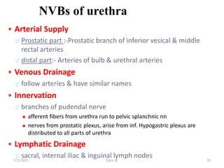NVBs of urethra
 Arterial Supply
 Prostatic part :-Prostatic branch of inferior vesical & middle
rectal arteries
 distal part:- Arteries of bulb & urethral arteries
 Venous Drainage
 follow arteries & have similar names
 Innervation
 branches of pudendal nerve
♣ afferent fibers from urethra run to pelvic splanchnic nn
♣ nerves from prostatic plexus, arise from inf. Hypogastric plexus are
distributed to all parts of urethra
 Lymphatic Drainage
 sacral, internal iliac & inguinal lymph nodes
58
5/23/2021 Fikre B.
 