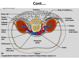 Cont.…
5/23/2021 Fikre B. 6
 