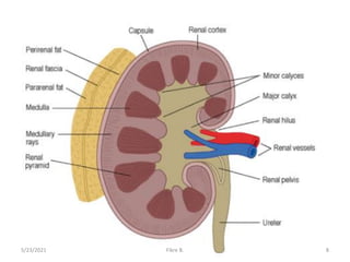 5/23/2021 Fikre B. 8
 