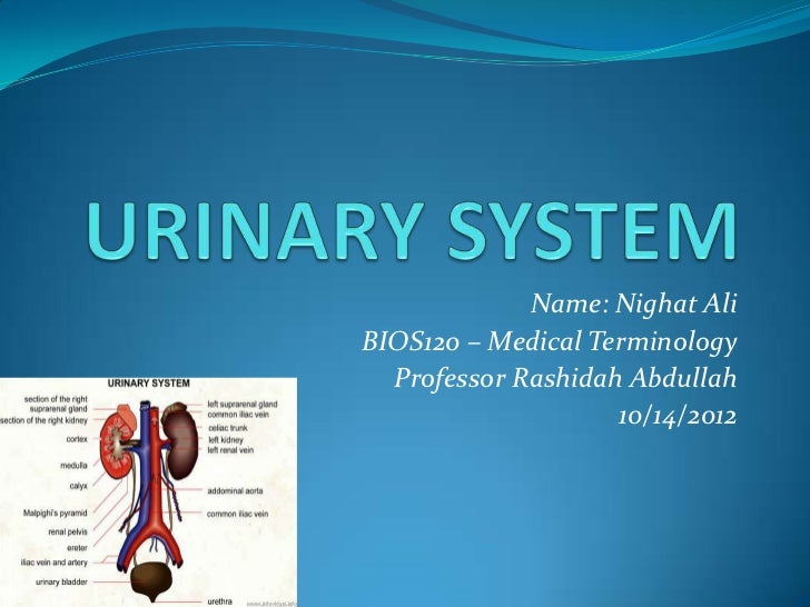Urinary system medical term