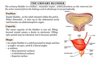 Capacious Bladder overview of human urinary system anatomy | PDF