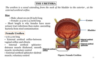 overview of human urinary system anatomy | PDF