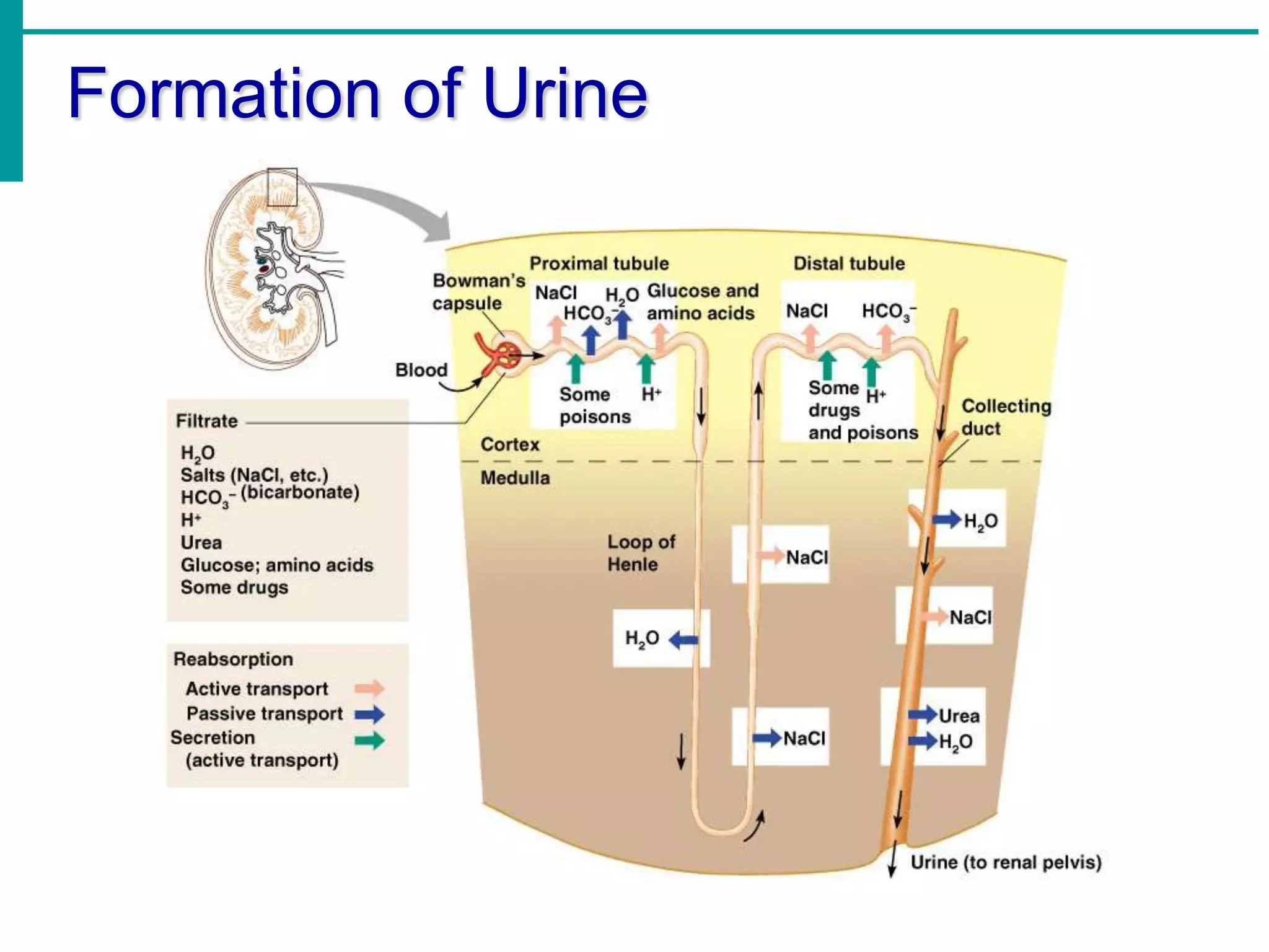urinary-system-notes-ppt