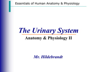 Essentials of Human Anatomy & Physiology




  The Urinary System
      Anatomy & Physiology II



           Mr. Hildebrandt
 