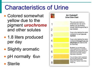 Characteristics of Urine
 Colored somewhat
 yellow due to the
 pigment urochrome
 and other solutes
 1.8 liters produced
 per day
 Slightly aromatic
 pH normally 6ish
 Sterile
 