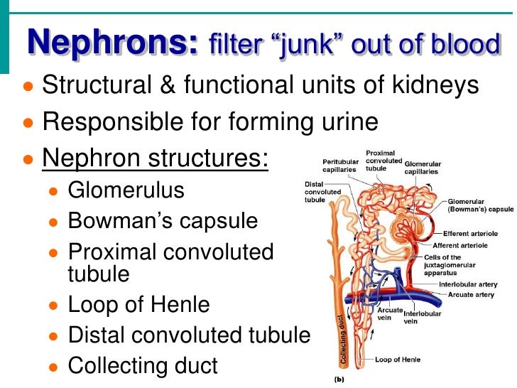 Urinary System Notes