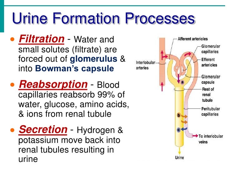 answer for renal system physiology worksheet Practice lab practical on the urinary system what 2 essential renal processes occur here identify the structure indicated by the grey arrow. answer for renal system physiology worksheet Practice lab practical on the urinary system what 2 essential renal processes occur here identify the structure indicated by the grey arrow.