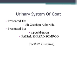 Urinary System Of Goat
• Presented To:
• Sir Zeeshan Akbar Sb.
• Presented By:
• 14-Arid-2022
• FAISAL SHAZAD SOMROO
DVM 1st (Evening)
 