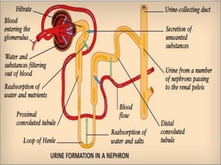 Urinary System_pdf.pdf Urinary System_pdf.pdf