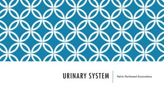 URINARY SYSTEM Pelvic Peritoneal Excavations
 