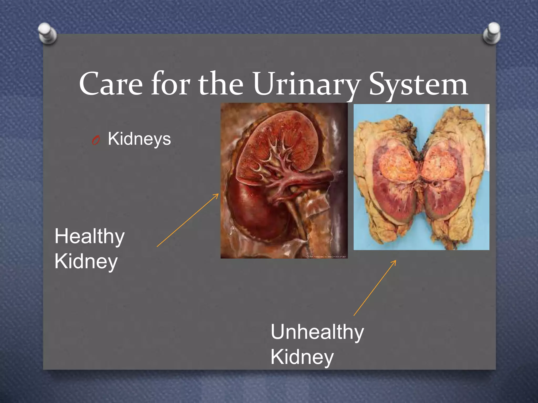 Five Or More Behaviors That Promote A Healthy Urinary System Urinary system power point | PPT