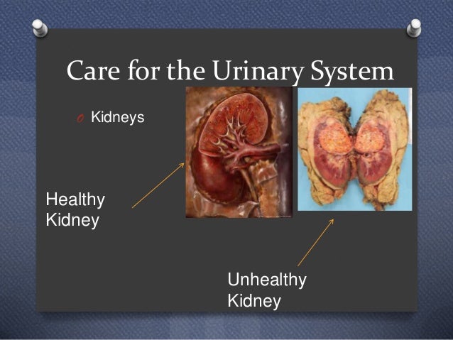 Urinary system power point