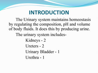 URINARY SYSTEM PPT.pptx