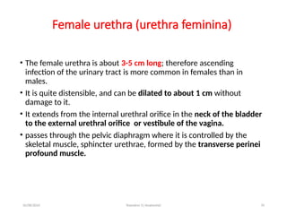 Quite Distensible In-Depth Exploration of the Urinary System and Its Functionality | PPTX