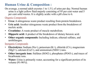 Urin Composition Urinary System Presentation by Dr Manasi Kadam | PDF