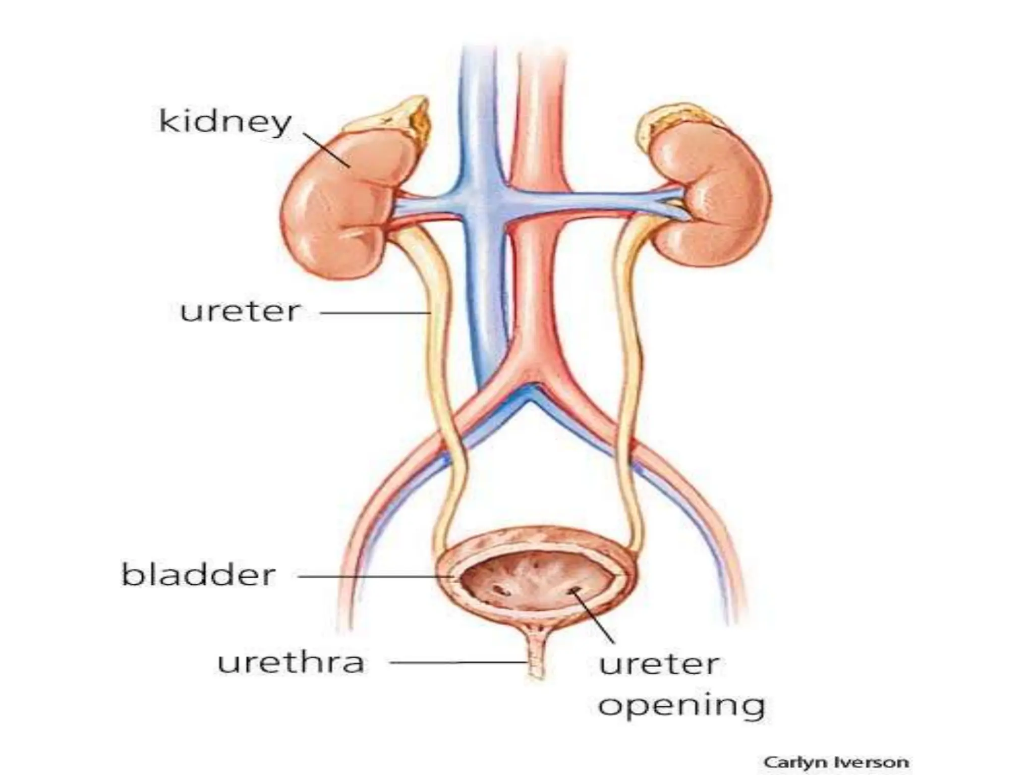 KIDNEY AND URINARY SYSTEM PARTS AND THEIR FUNCTIONS visual data 2