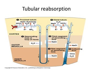 Kidney and urinary system parts and their functions | PPTX